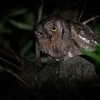 Vyrecek maly - Otus scops - European Scops-Owl 6330